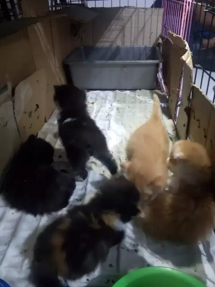 Jual kitten NS Munchkin dan Munchkin cebol