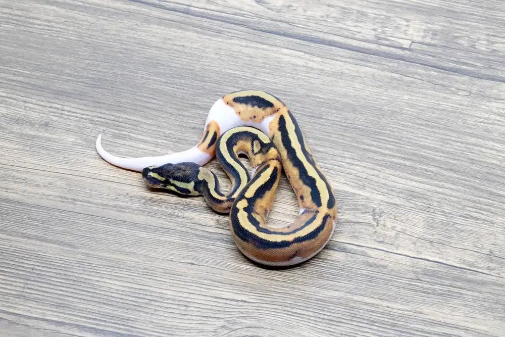 Ballpython Pied