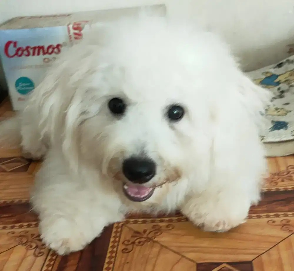 DI JUAL MURAH BICHON FRISE JANTAN STAMBUM VAKSIN KUALITAS BAGUS