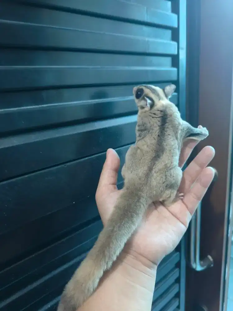 Sugar glider classic betina