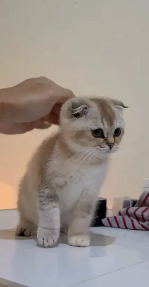 Scottish fold female choco point