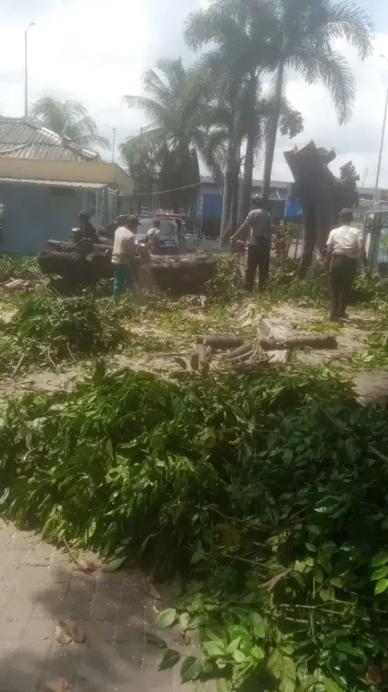 Jasa tebang pohon dan pembersihan lahan