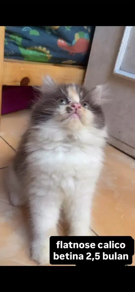 kucing flatnose kitten