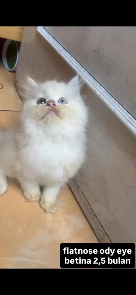kucing flatnose ody eye