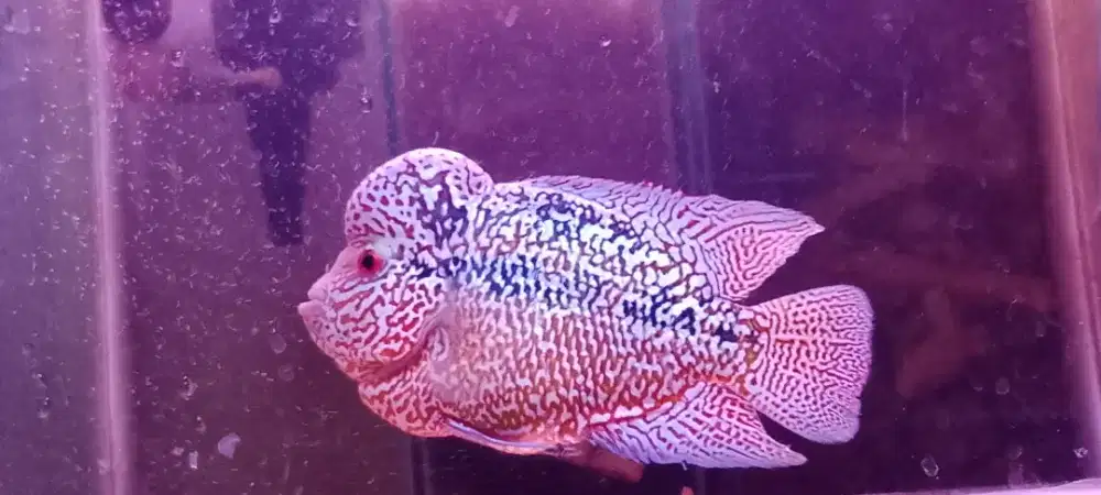 Louhan cencu siap cepet jual murah