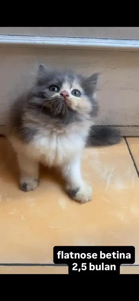 kucing flatnose kitten