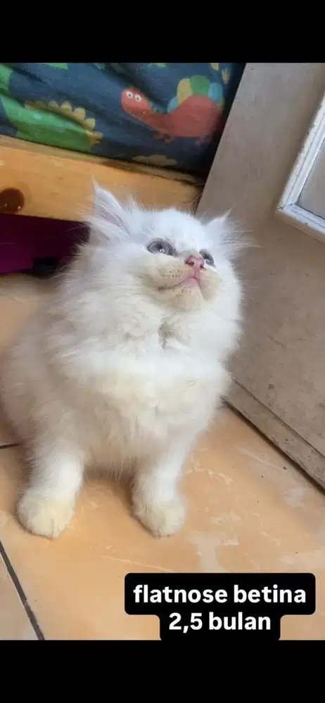 kucing flatnose kitten