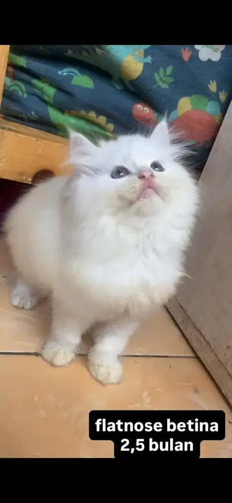 kucing flatnose kitten
