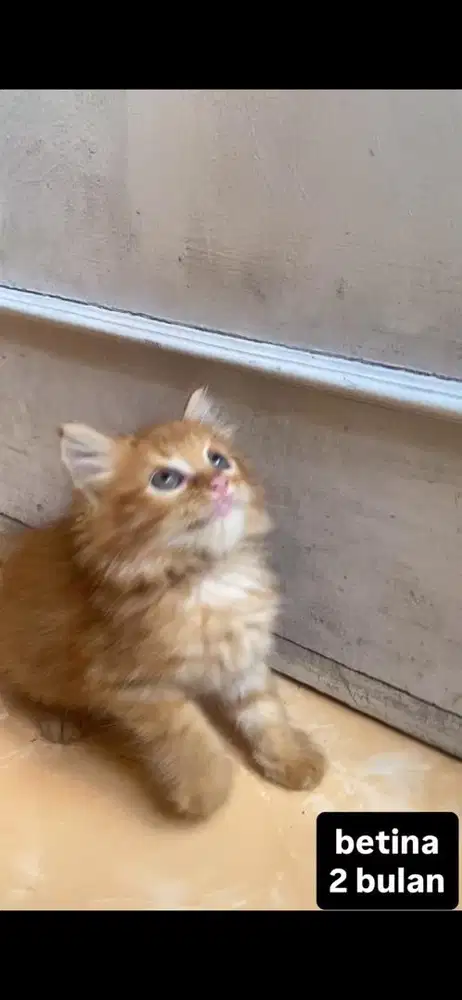kucing persia kitten
