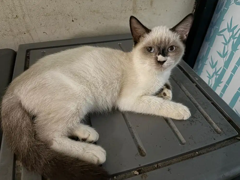 Kucing ras himalaya kitten