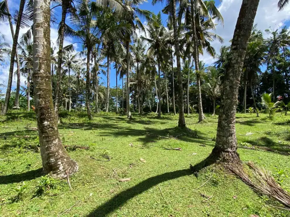 DI JUAL TANAH KEBUN KELAPA DATAR YANG BERISI SUMBER MATA AIR, BERADA DI PINGGIR JALAN UTAMA