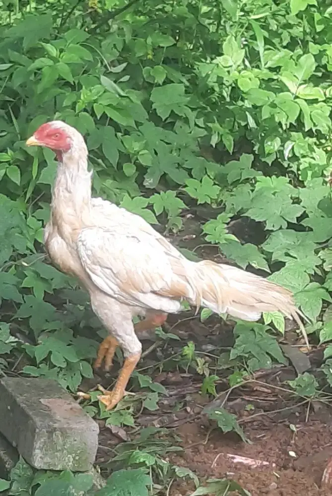 Ayam Bangkok semi ekor lidi