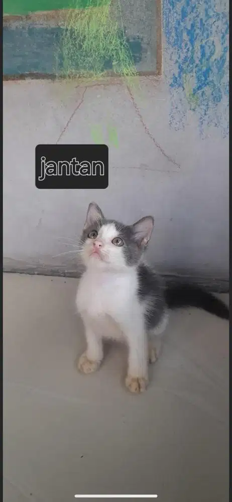 Kitten mixdome jantan