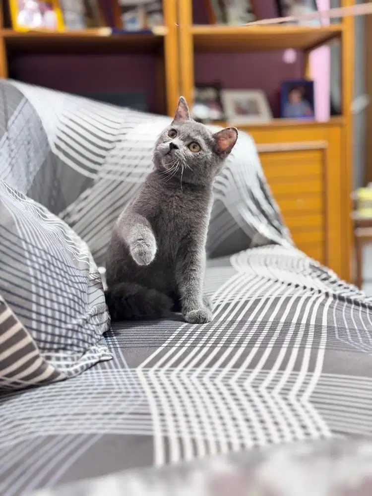 Kucing british shorthair bsh pure murah