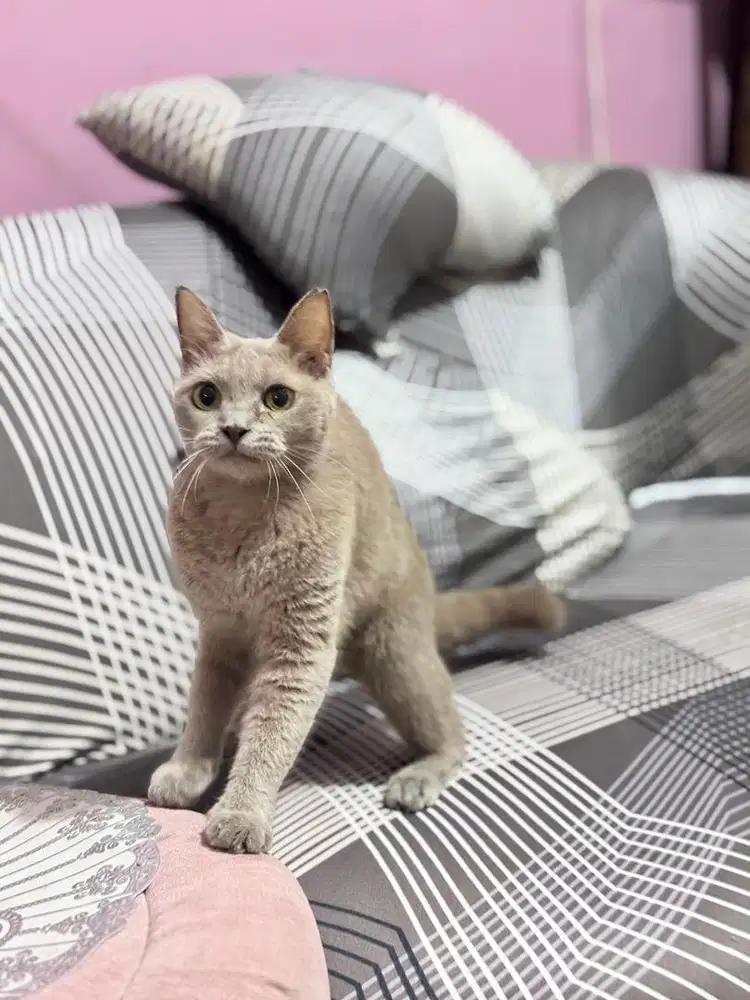 Kucing bsh btirush shorthair lilac betina murah