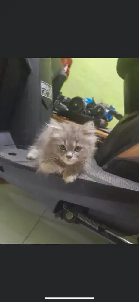 Kitten persia medium betina