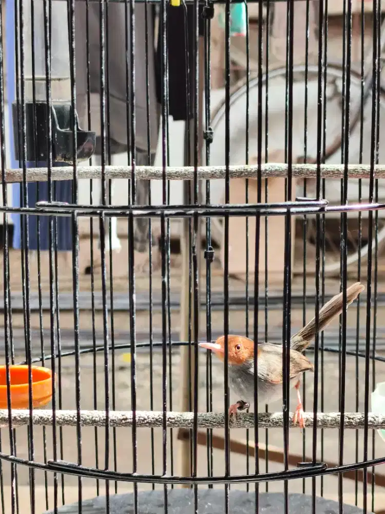 Perenjak kepala merah sepasang fullset