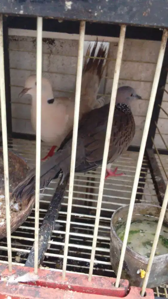 Burung puter tekukur sepasang murah