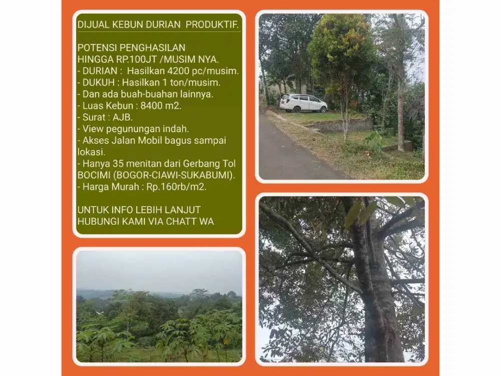 Kebun Durian Sukabumi Panen Ribuan Buah Tiap Musim.