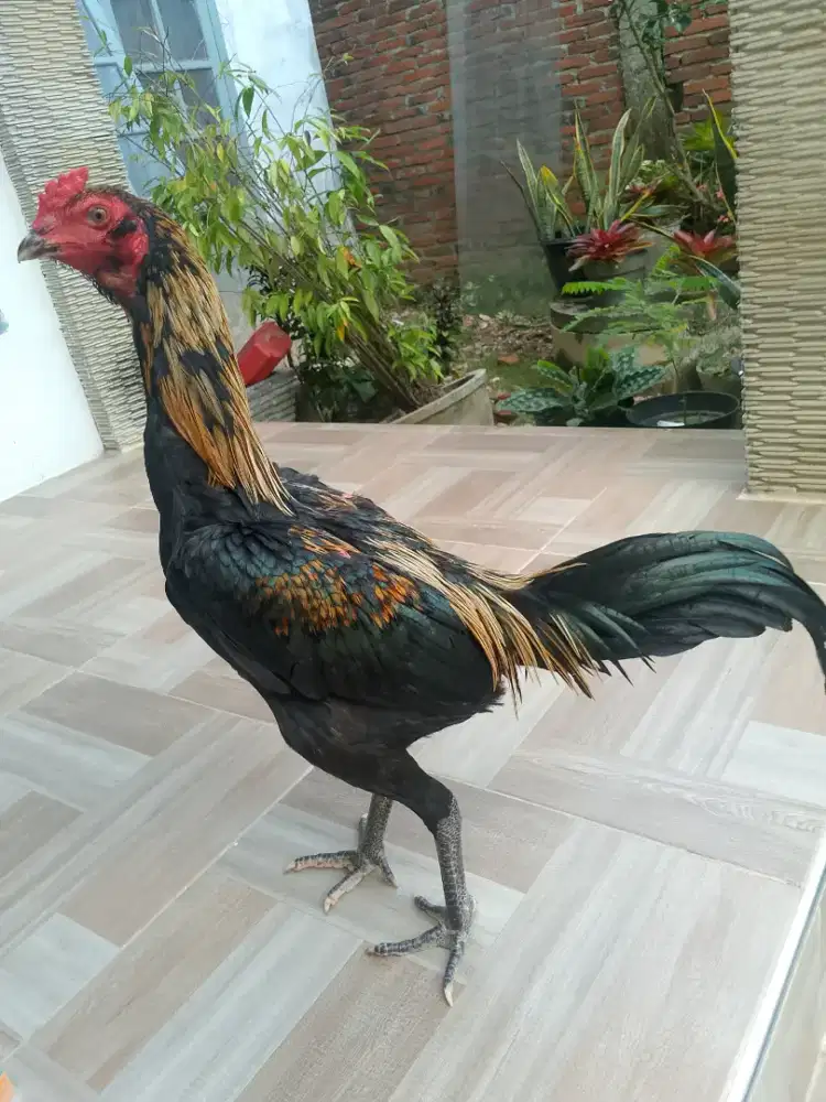 jual ayam pamagon