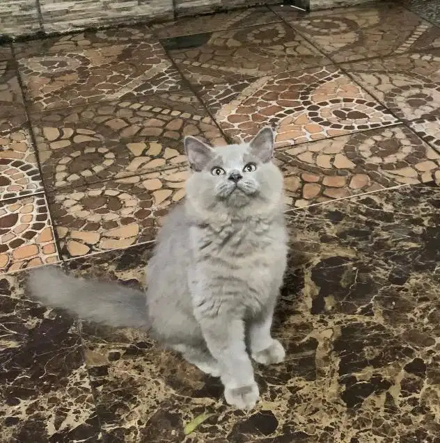 Kitten Jantan Persia Longhair