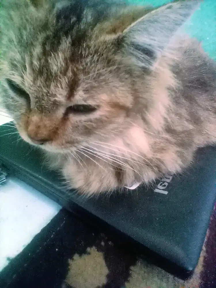 jasa setrika dijamin rapih dan amanah