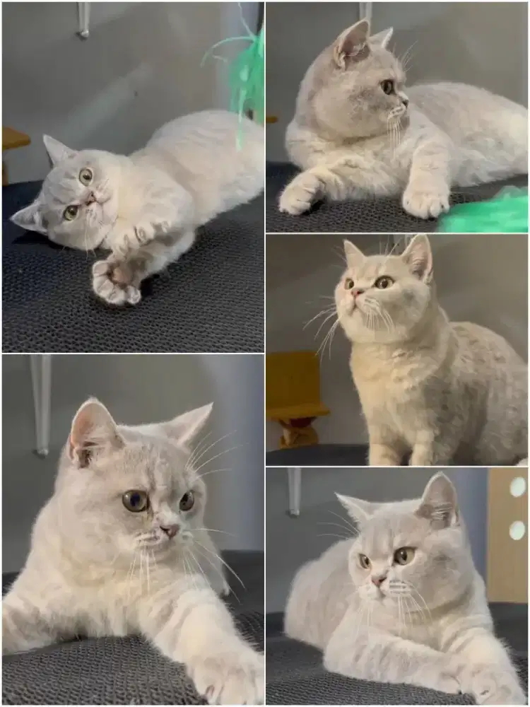 BSH Blue-golden Jantan 7 Bulan