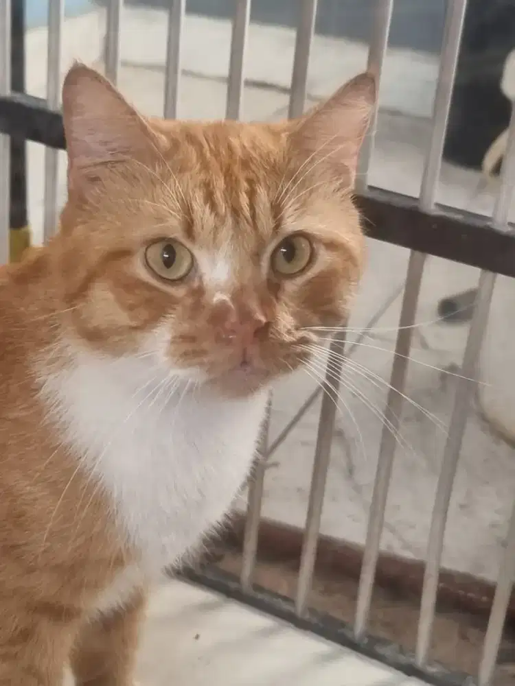 Kucing besar daerah labuhan ratu