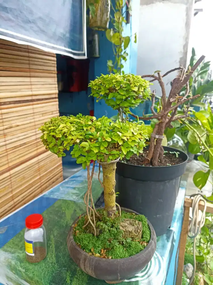 Jual pohon bongsai harga murah