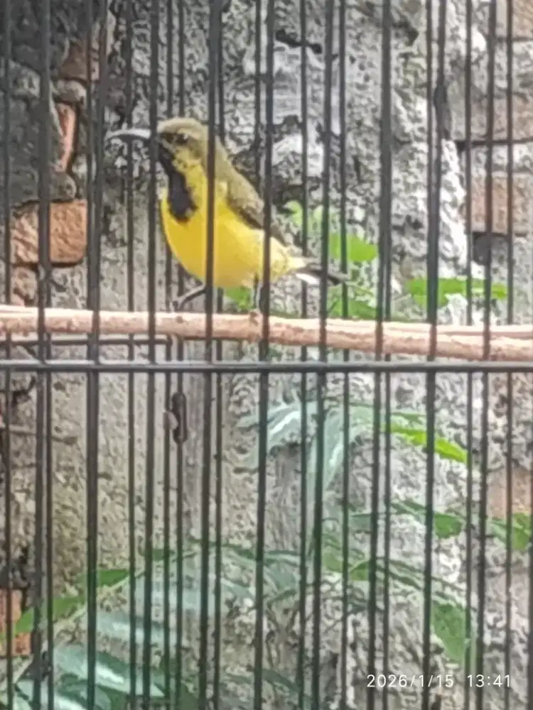 Soghon trotol gacor (burja)