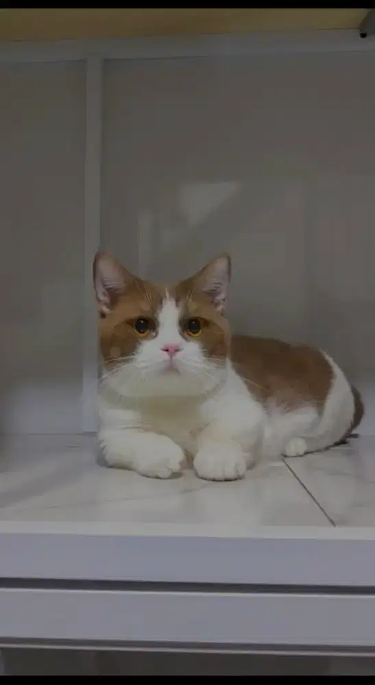 Pacak munchkin cinnamon bicolor