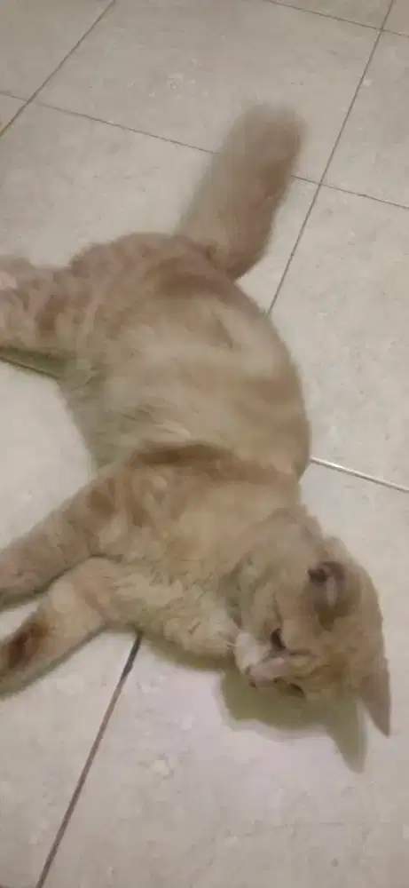 cari pekerjaan yg halal