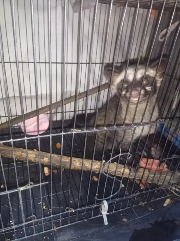 Musang Pandan Anak 3/4.Bln