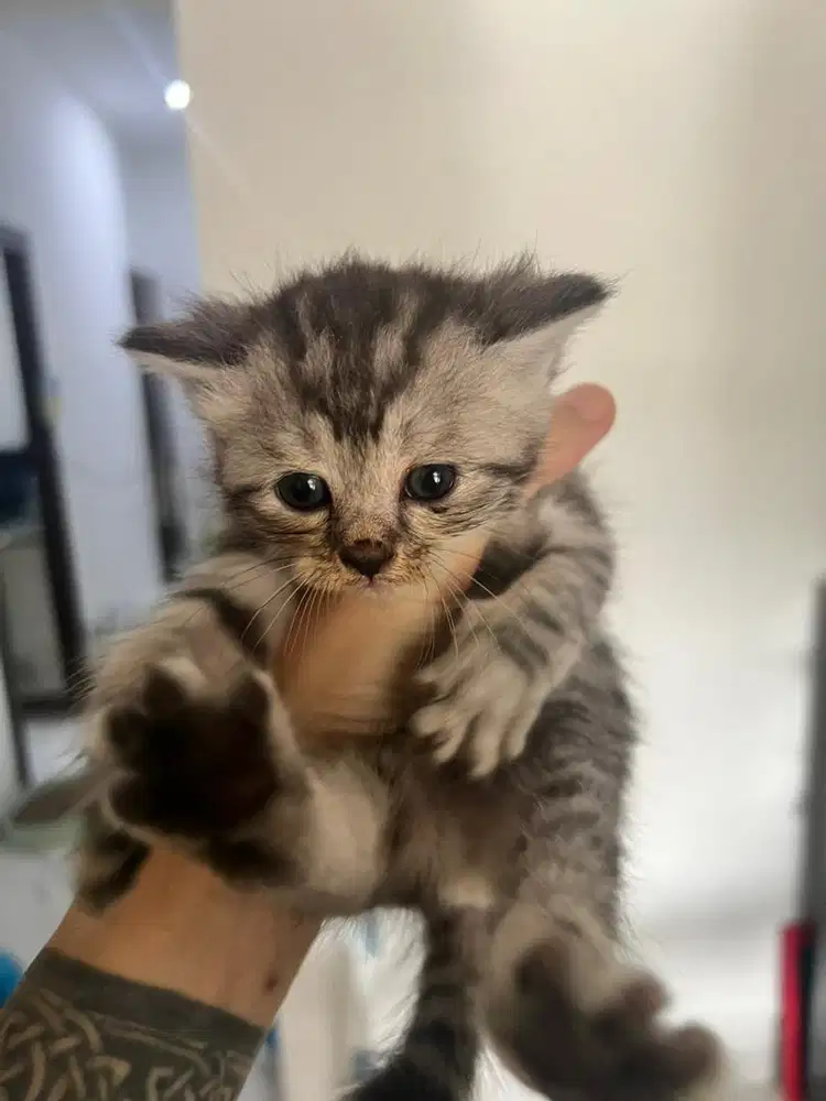 Urgent! Open adopt secepatnya keluarga besar kucing mix