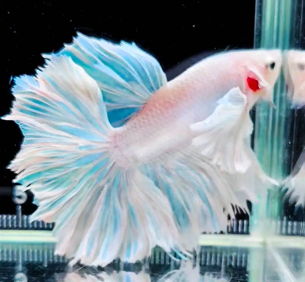 DIJUAL IKAN CUPANG (ECER MAUPUN PARTAI) HARGA MURAH (SURABAYA)