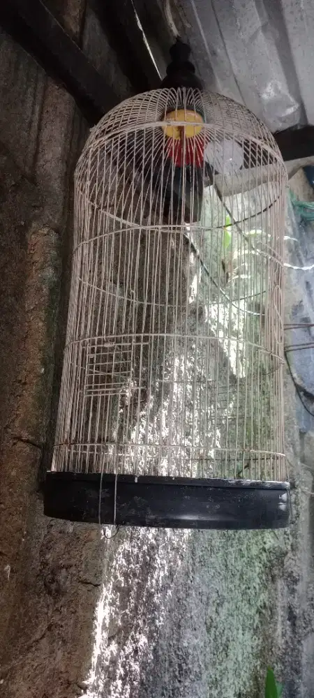 Kandang besi lovebird
