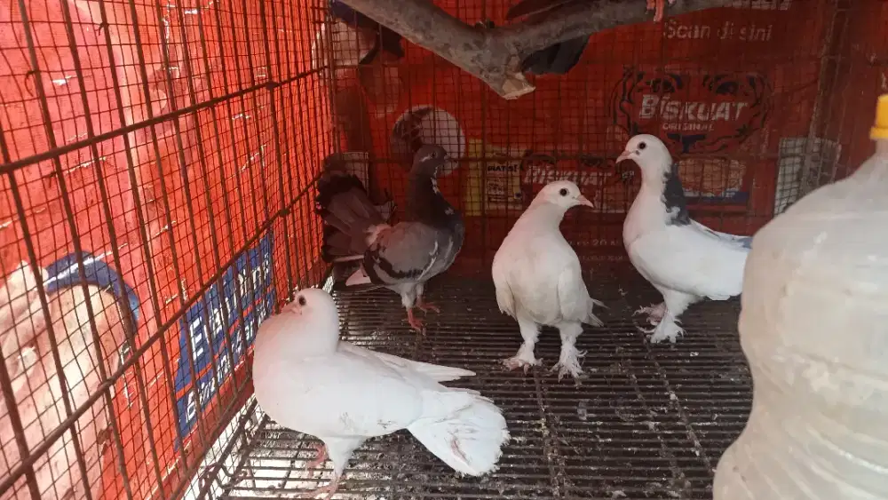 Dijual Merpati Kipas/hias