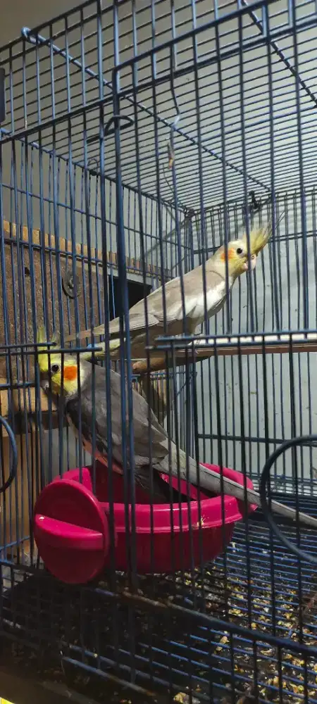 Falk produksi grey x cinamon