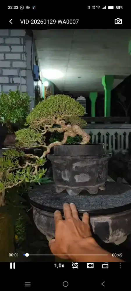 bonsai santigi small