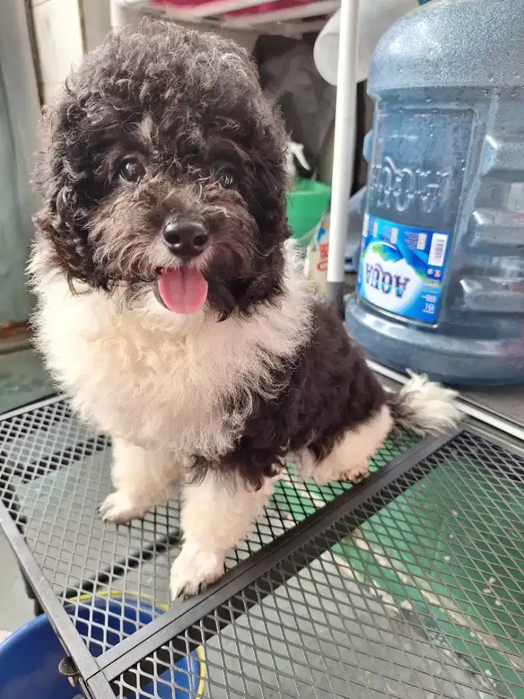 Poochon jantan warna party silver white