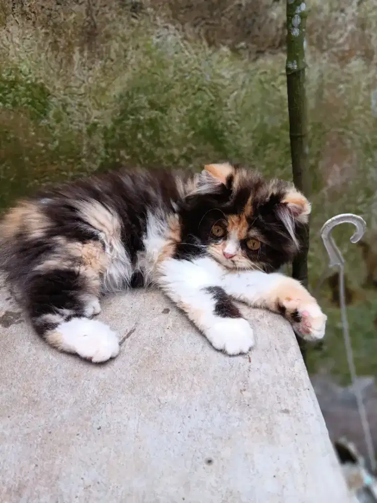 Open adop persia longhair