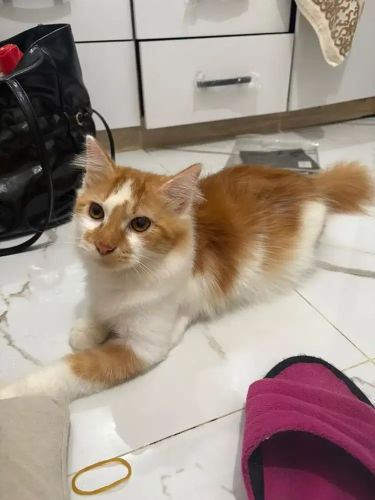 kitten 7bln jantan orange