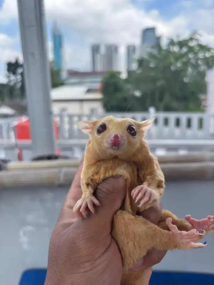 DIJUAL SUGAR GLIDER CREAMINO BONDING