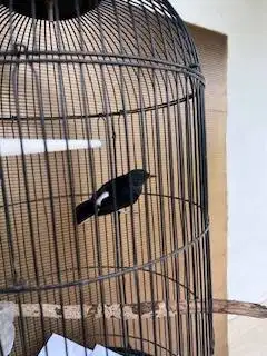 burung murai mh kaki hitam
