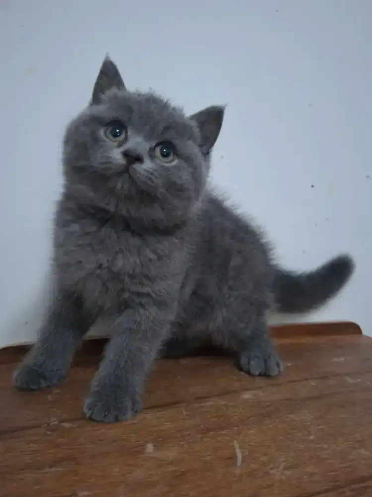 British shorthair