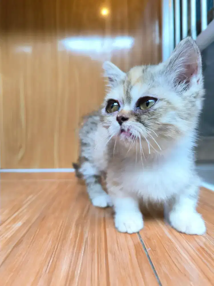 Kucing Munchkin