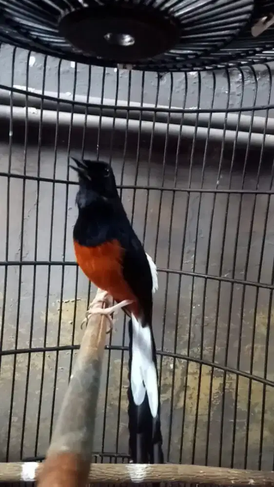 Burung murai hutan gacor