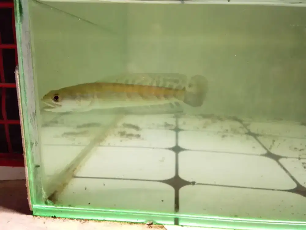 Channa Maru Yellowsentarum