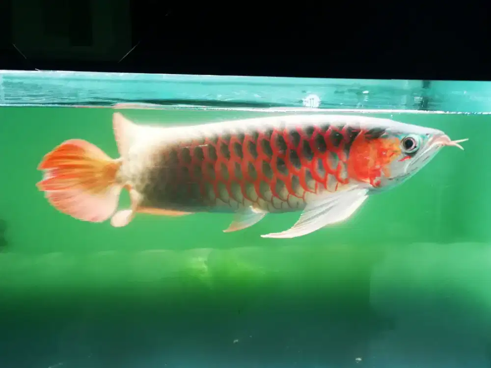 Super red 47 cm BAGUS