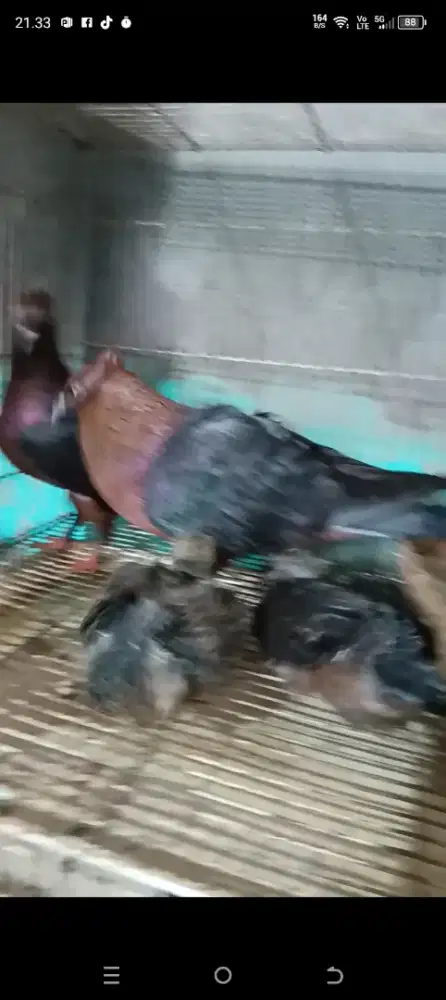 Merpati hias arcangel